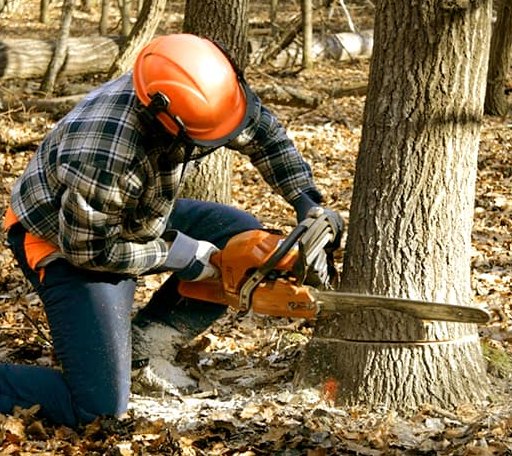 Tree Removal in Beverly, KS